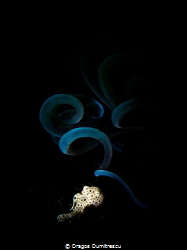 White juvenile frogfish under the tubeworm. Canon g12, in... by Dragos Dumitrescu 